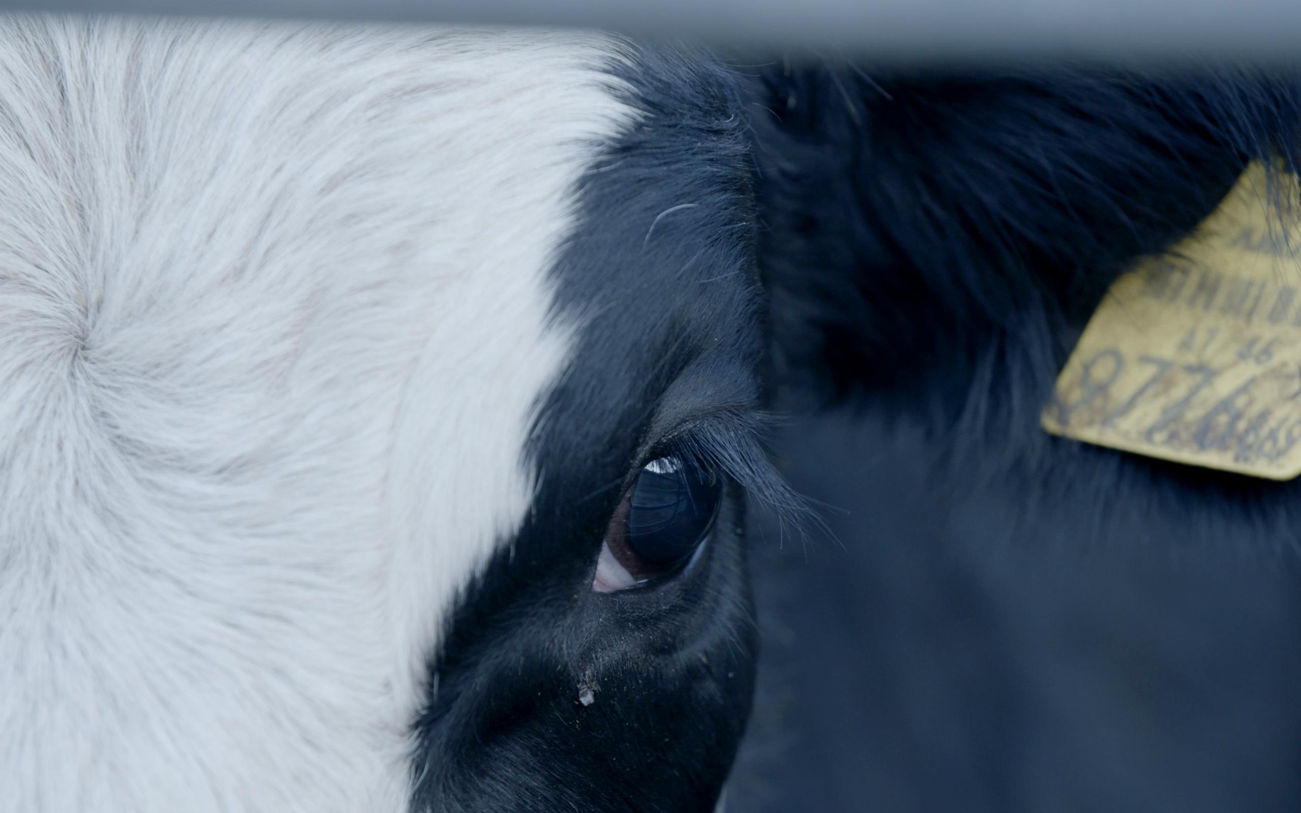 Tiertransporte | The Journey