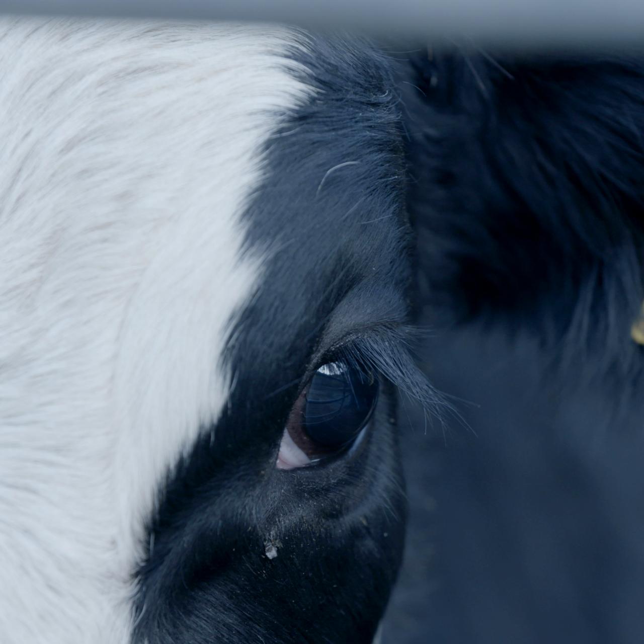 Tiertransporte | The Journey